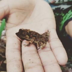 Avistamiento de fauna Maloca Casa Perdida Amazonas