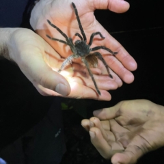 Avistamiento de fauna Maloca Casa Perdida Amazonas