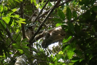 Avistamiento de fauna Maloca Casa Perdida Amazonas