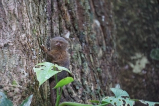 Avistamiento de fauna Maloca Casa Perdida Amazonas