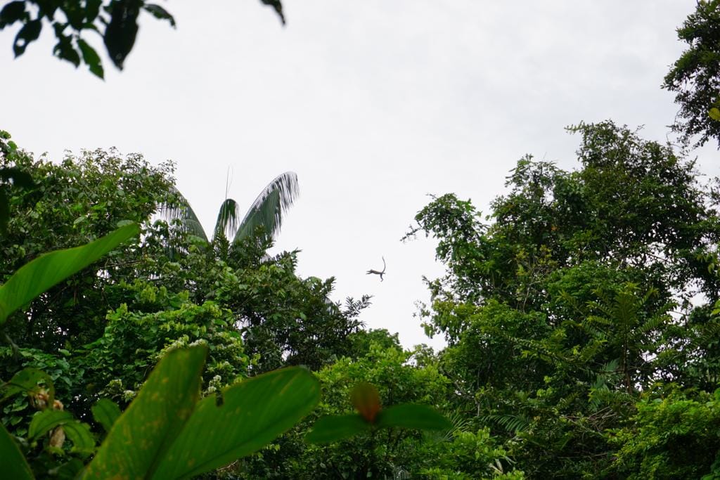 Avistamiento de fauna Maloca Casa Perdida Amazonas