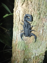 Avistamiento de fauna Maloca Casa Perdida Amazonas