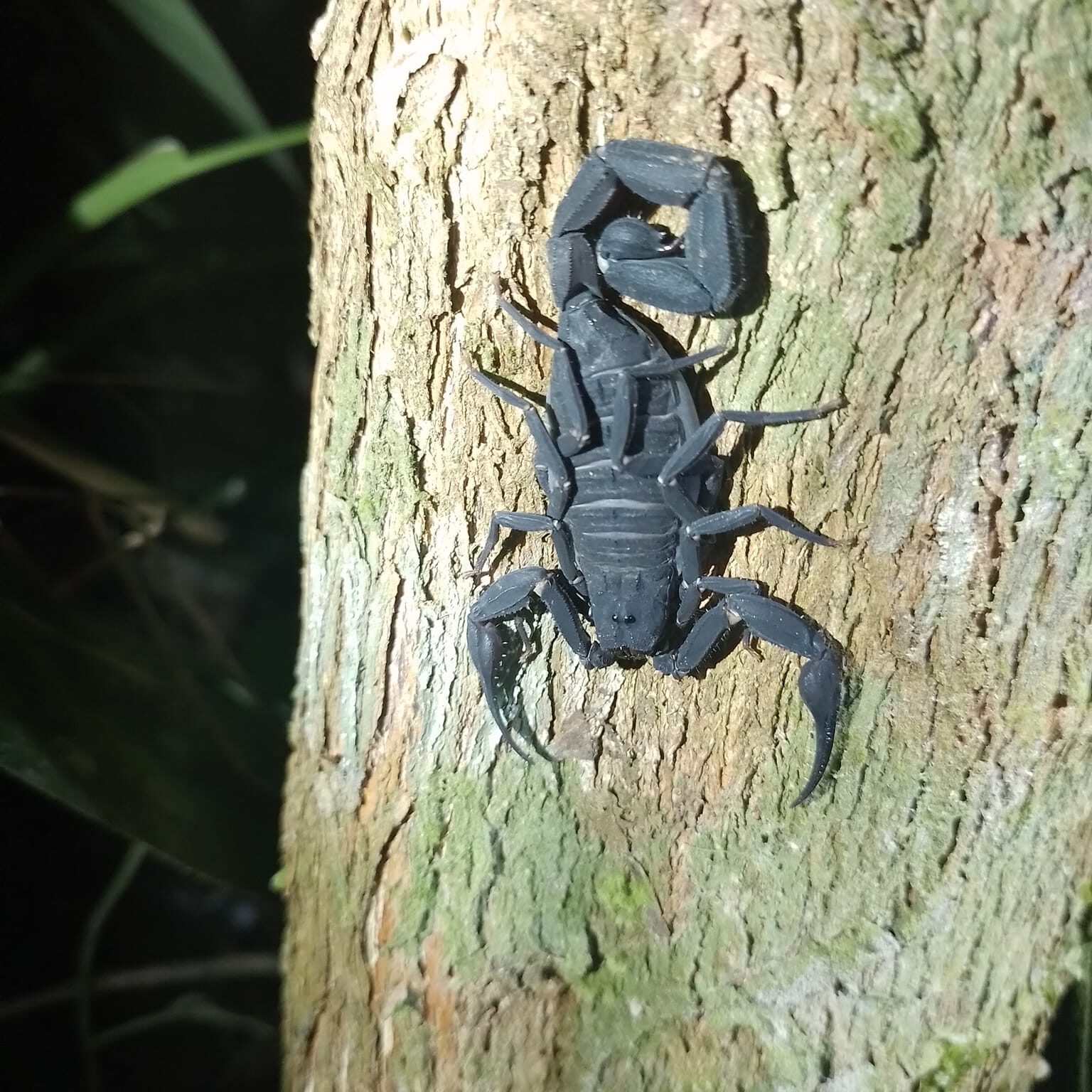 Avistamiento de fauna Maloca Casa Perdida Amazonas